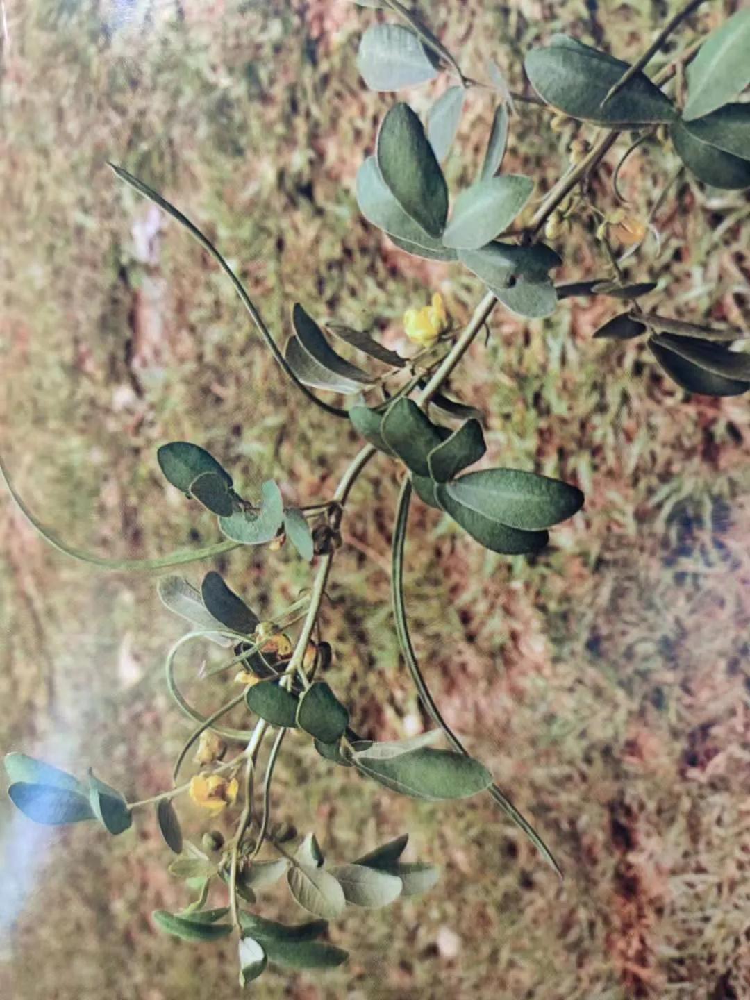 清肝明目、潤腸通便、降壓降膽固醇——決明子