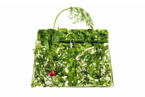 蔬菜界的“愛馬仕”會中毒致癌？